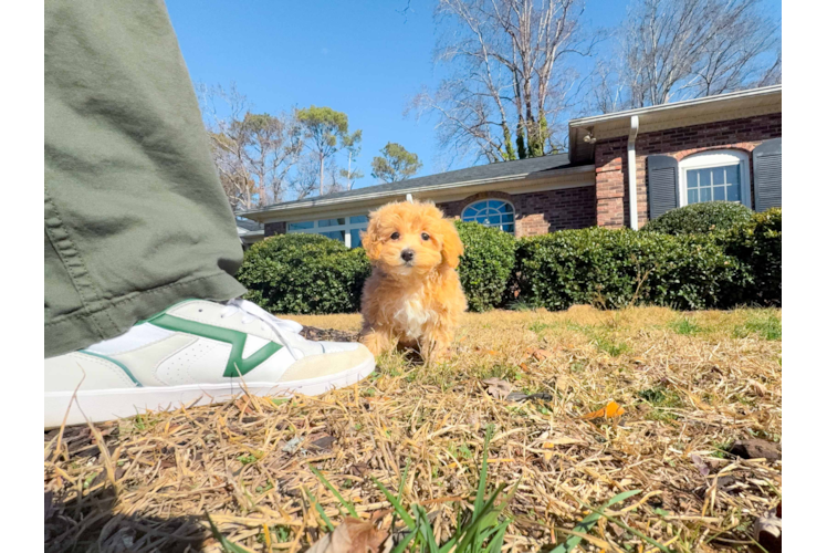Maltipoo Puppy for Adoption