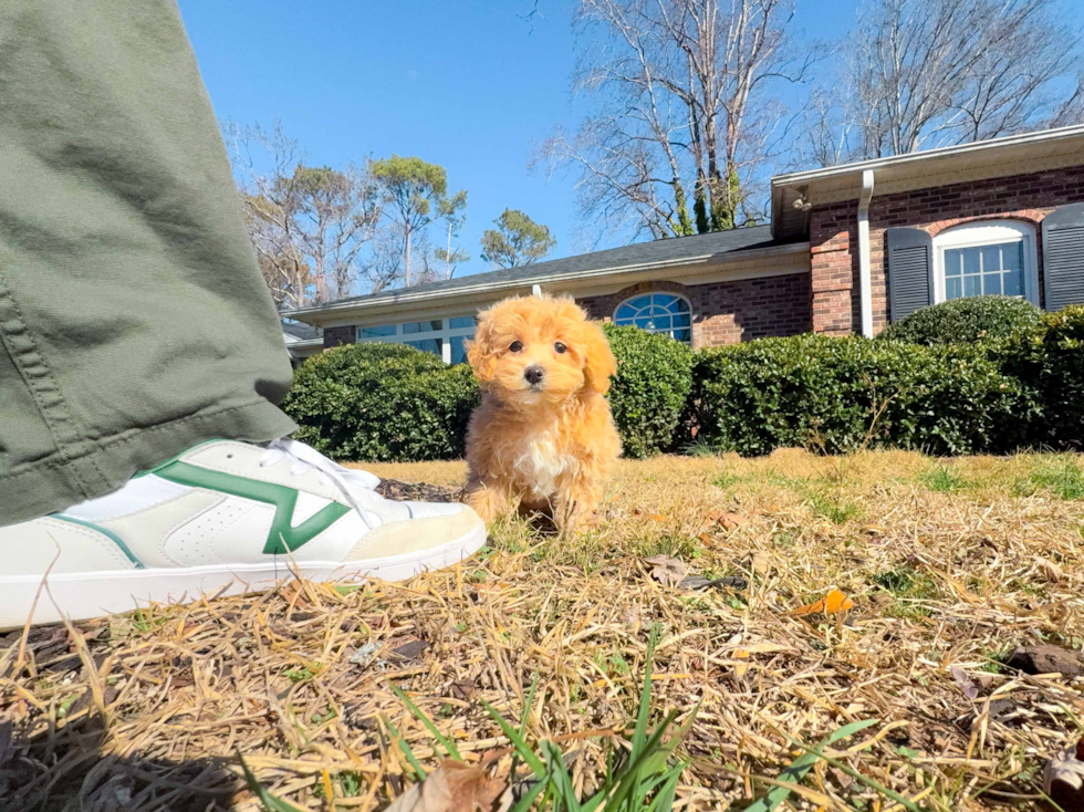 Maltipoo Puppy for Adoption