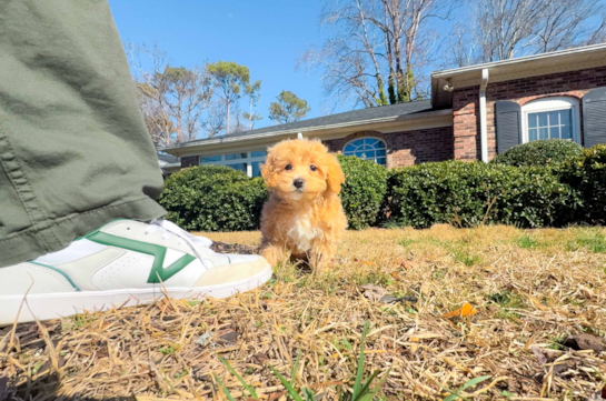 Maltipoo Puppy for Adoption