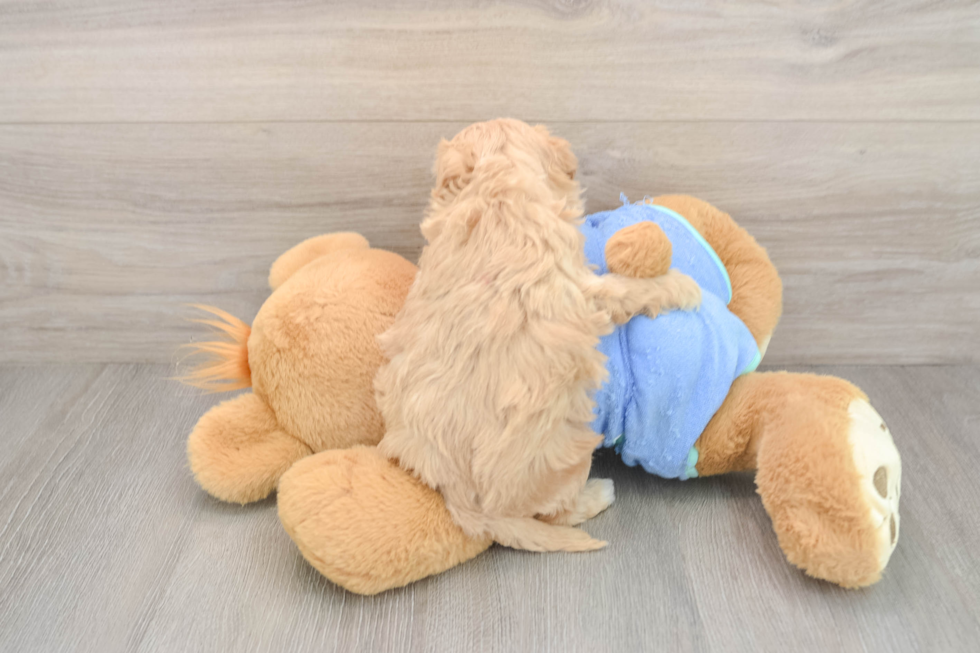 Maltipoo Puppy for Adoption