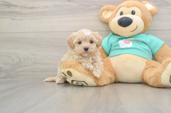 Maltipoo Puppy for Adoption