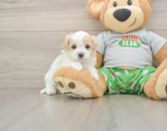 7 week old Maltipoo Puppy For Sale - Simply Southern Pups