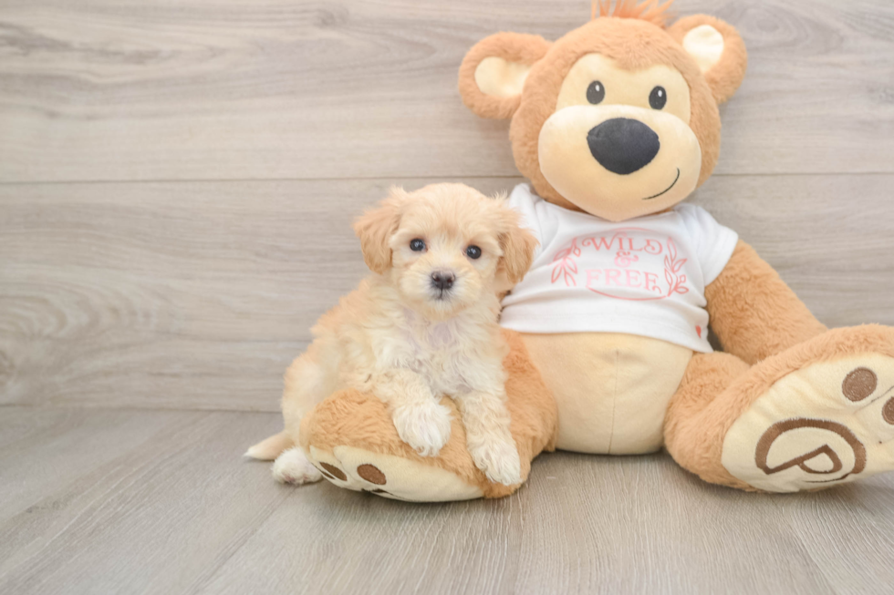 Best Maltipoo Baby