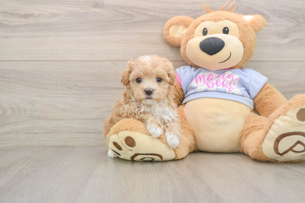 Friendly Maltipoo Baby