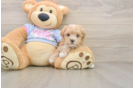 Sweet Maltipoo Baby