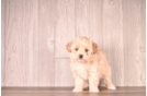 Cute Malt a Poo Poodle Mix Puppy