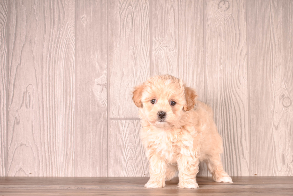 Cute Malt a Poo Poodle Mix Puppy