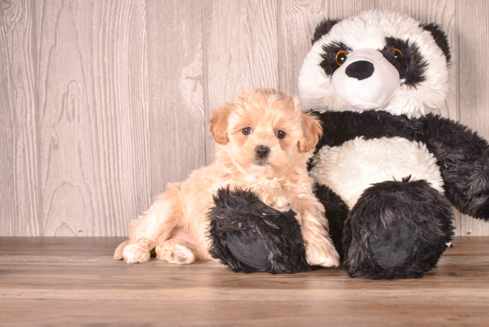 Cute Maltipoo Poodle Mix Pup