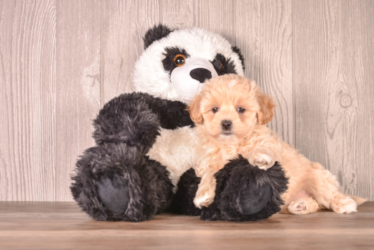 Cute Maltipoo Baby