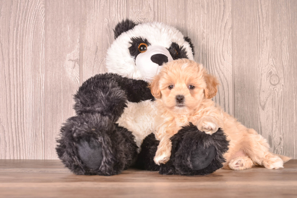 Cute Maltipoo Baby