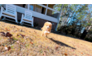 Cute Malt a Poo Poodle Mix Puppy