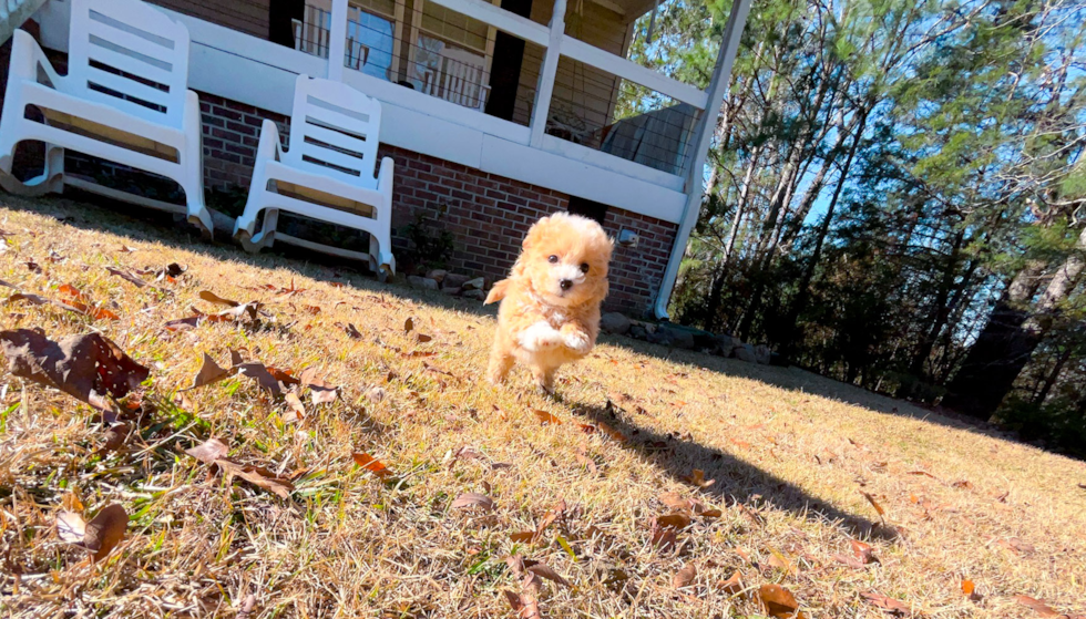 Cute Malt a Poo Poodle Mix Puppy