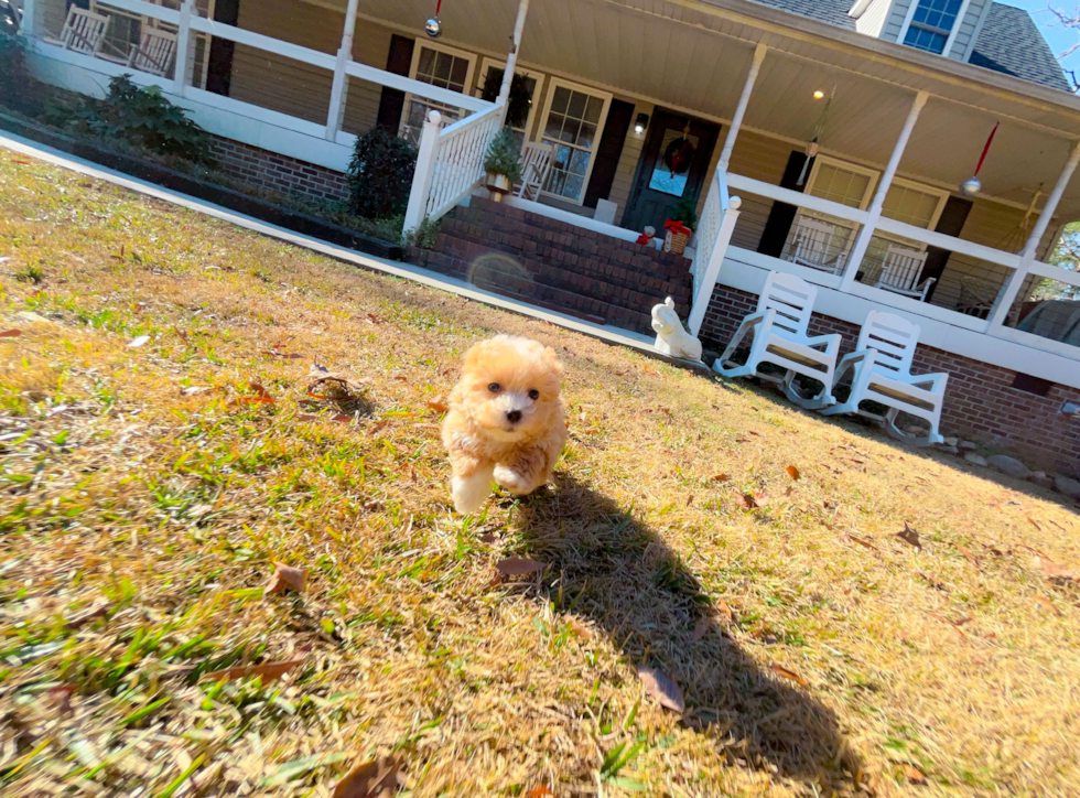 Best Maltipoo Baby