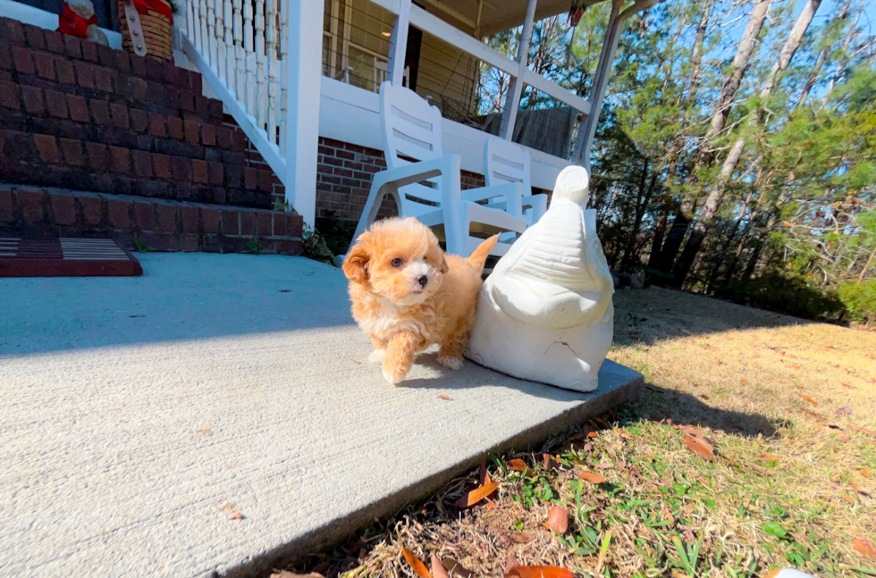 Cute Malt a Poo Poodle Mix Puppy