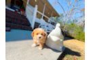 Cute Maltipoo Poodle Mix Pup