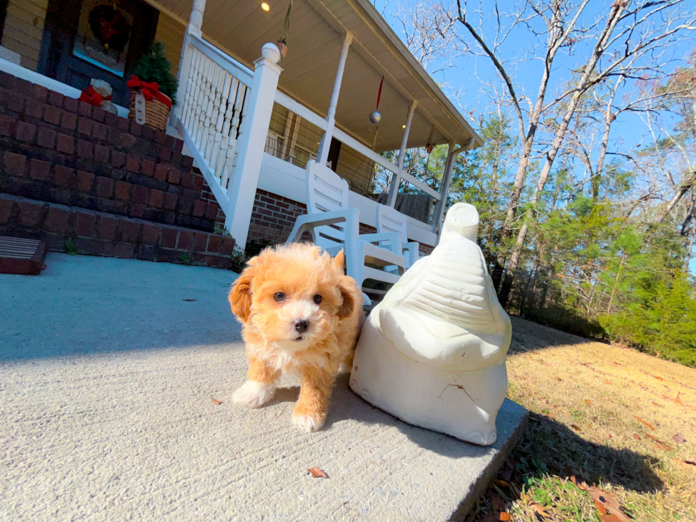 Cute Maltipoo Poodle Mix Pup