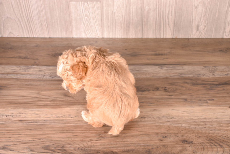Maltipoo Pup Being Cute