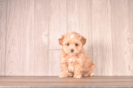 Maltipoo Pup Being Cute