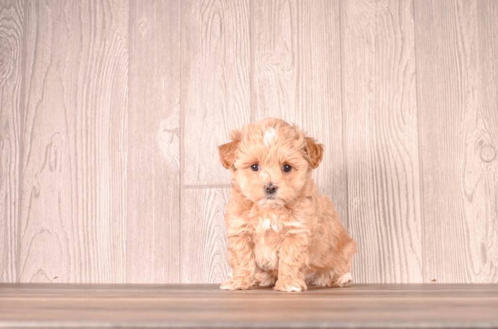 Maltipoo Pup Being Cute