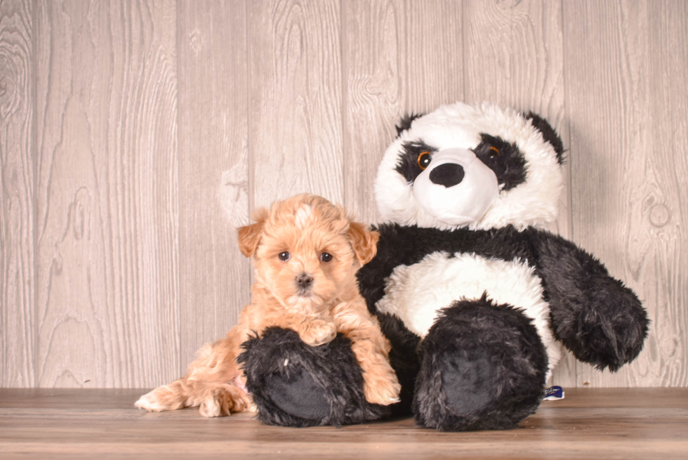 Maltipoo Pup Being Cute