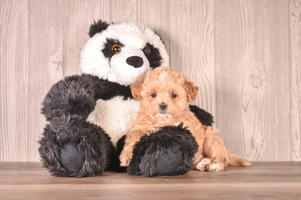 6 week old Maltipoo Puppy For Sale - Simply Southern Pups