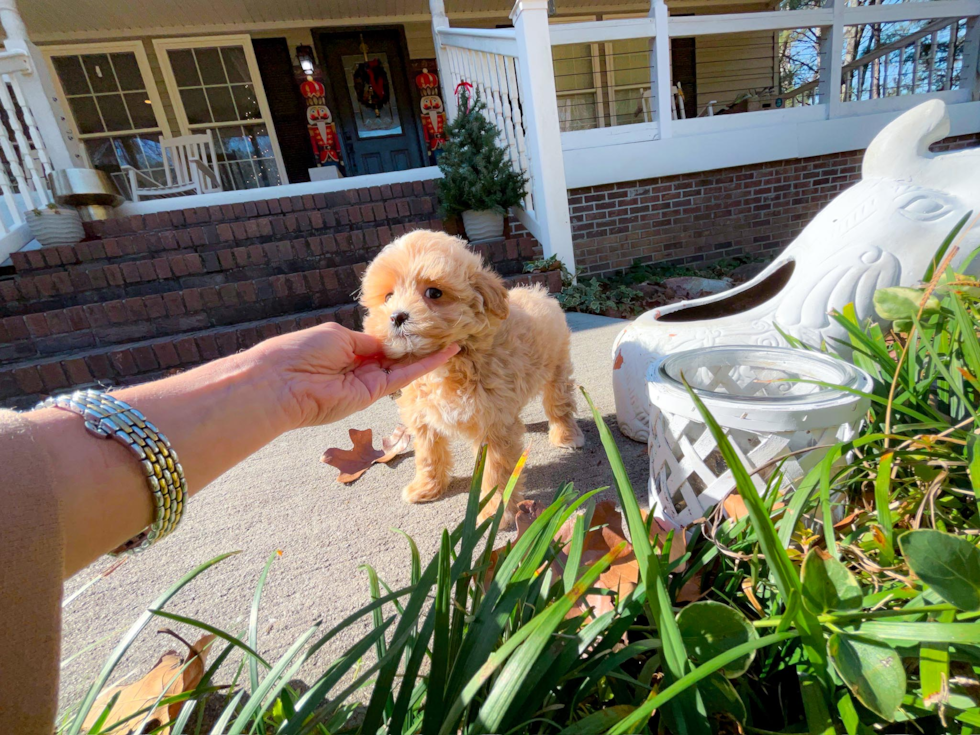 Cute Maltipoo Baby