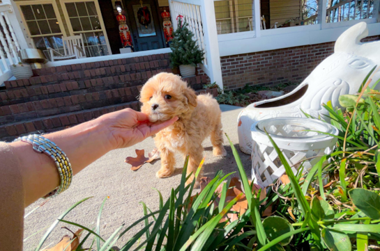Cute Maltipoo Baby