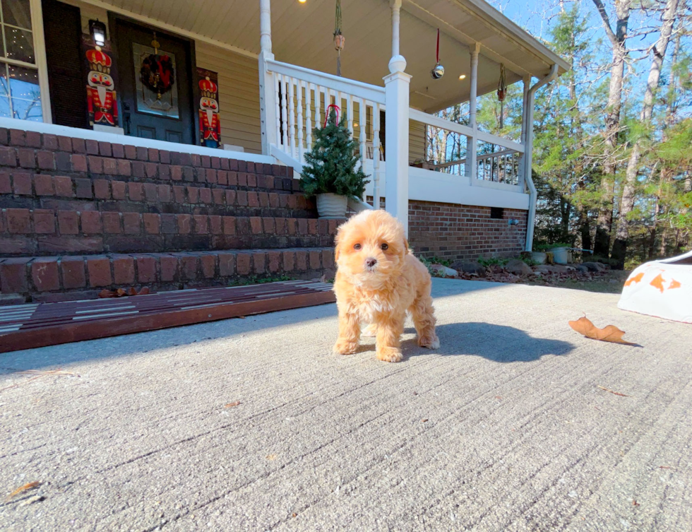 Maltipoo Puppy for Adoption