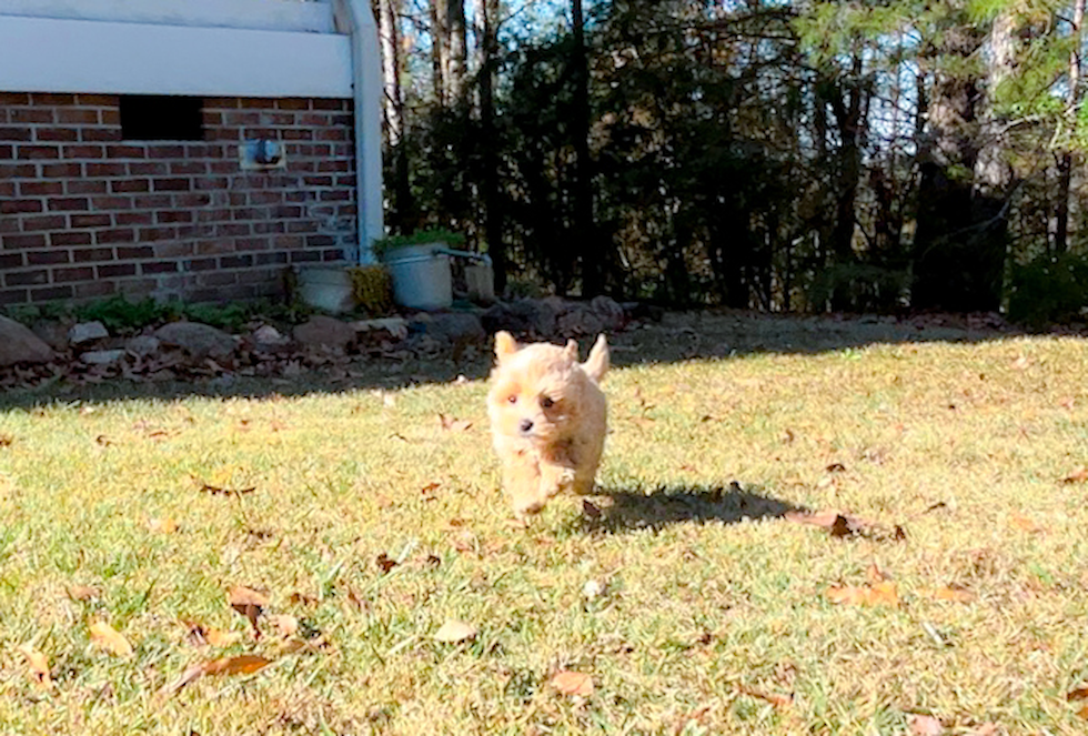 Cute Maltipoo Poodle Mix Pup