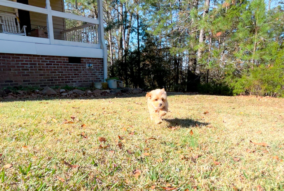 Cute Malt a Poo Poodle Mix Puppy