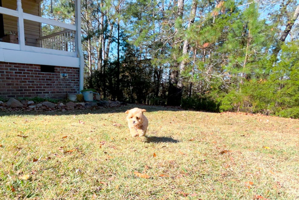 Cute Maltipoo Poodle Mix Pup