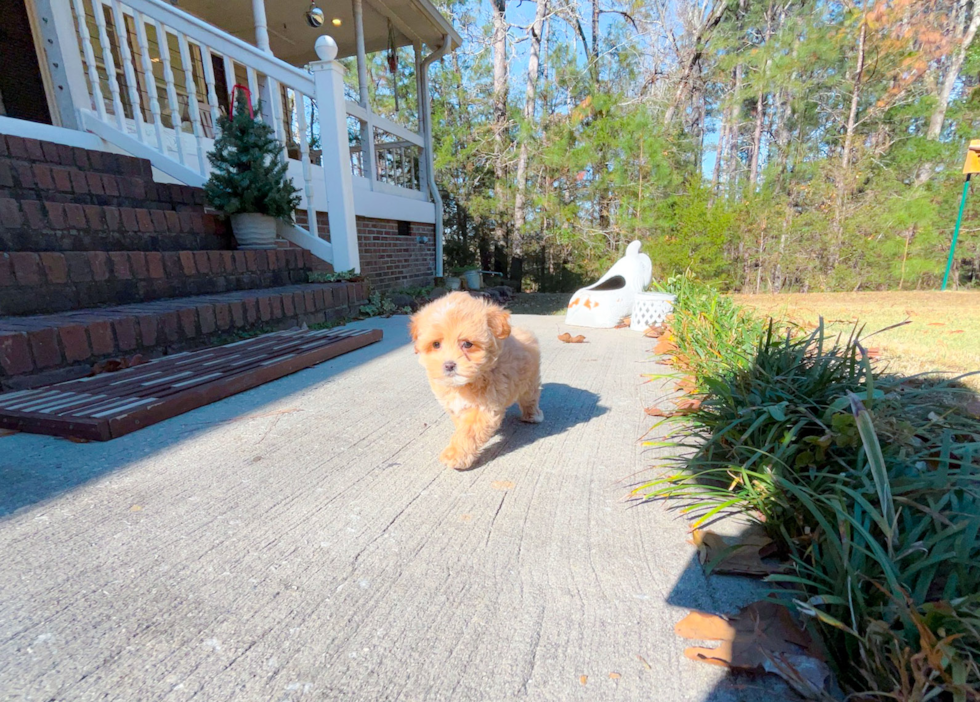 Cute Malt a Poo Poodle Mix Puppy