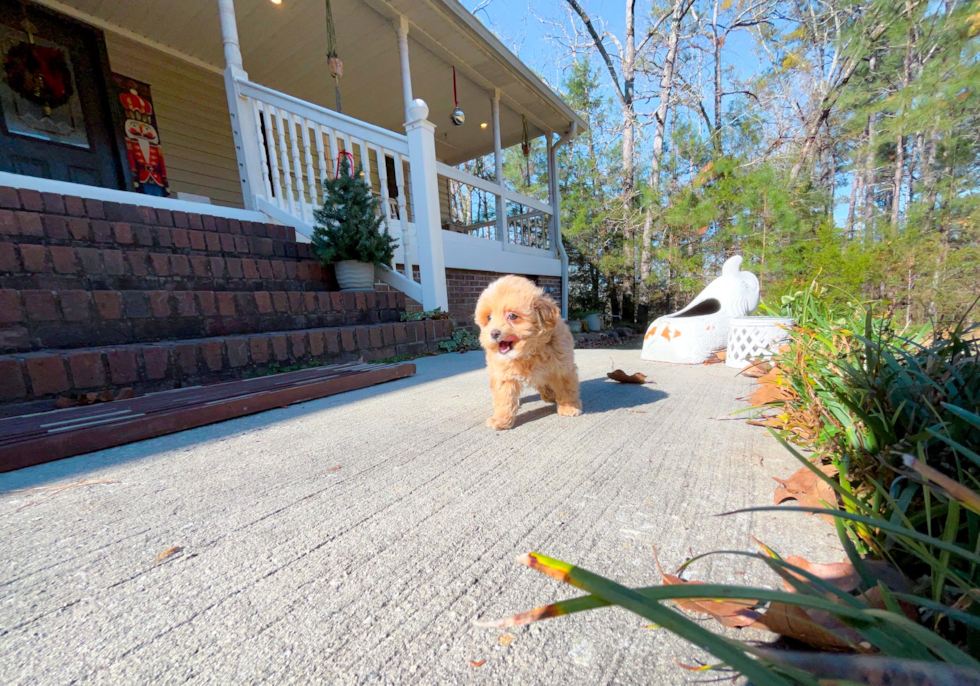 Cute Malt a Poo Poodle Mix Puppy