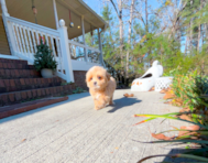 10 week old Maltipoo Puppy For Sale - Simply Southern Pups