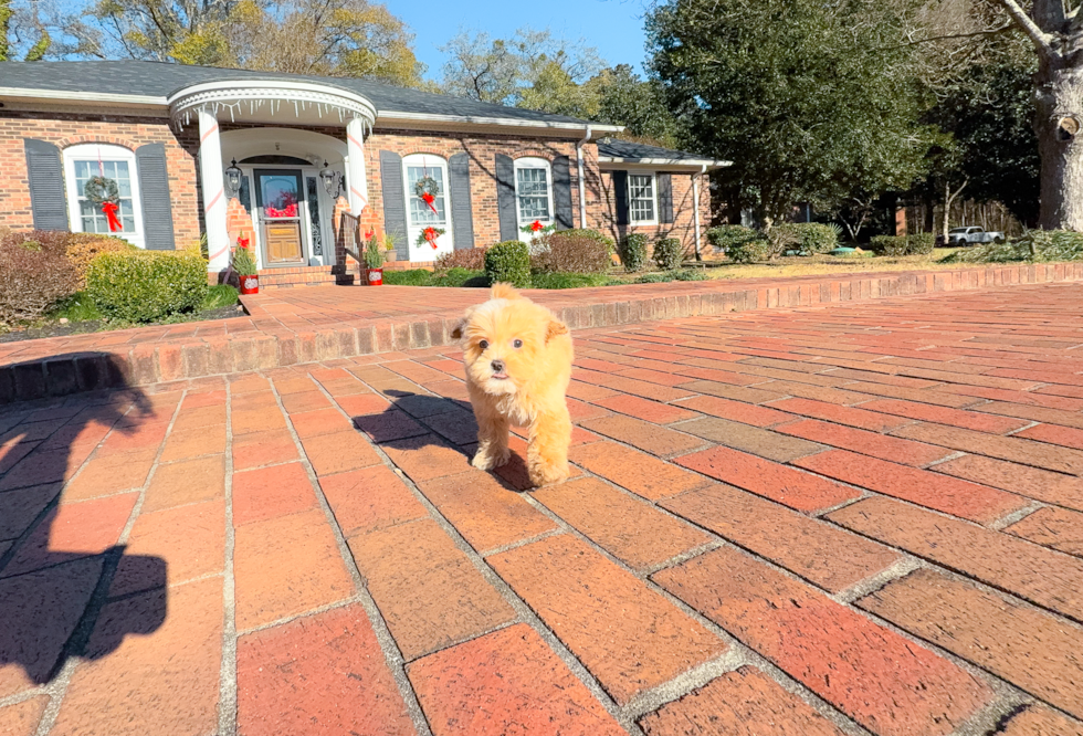 Cute Maltipoo Poodle Mix Pup