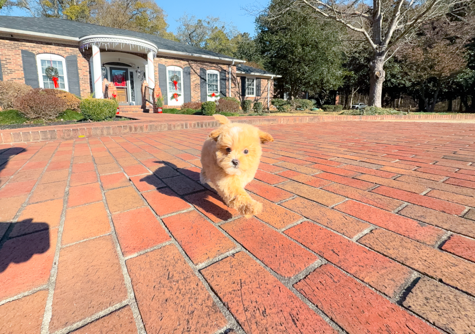 Cute Maltipoo Baby