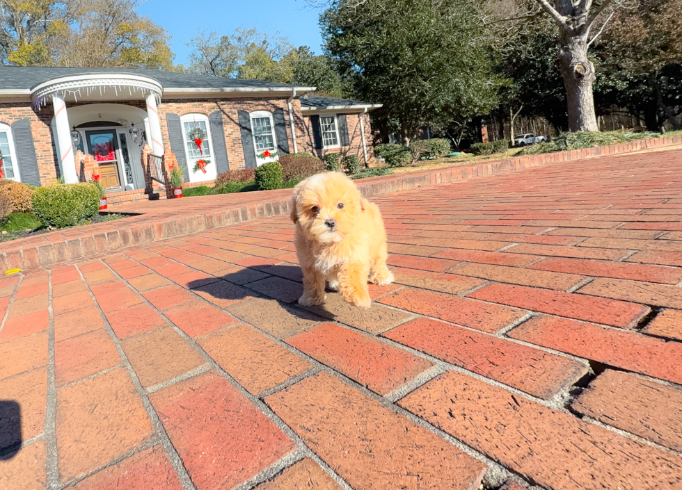 Cute Malt a Poo Poodle Mix Puppy