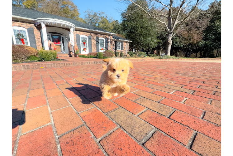 Cute Maltipoo Baby
