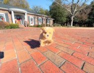 10 week old Maltipoo Puppy For Sale - Simply Southern Pups
