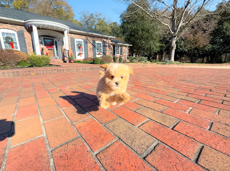 Cute Maltipoo Baby