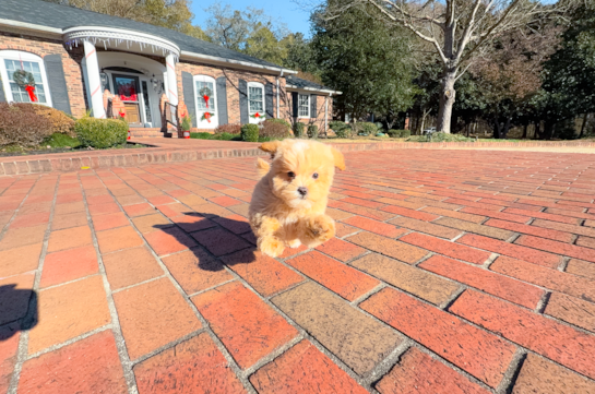 Maltipoo Pup Being Cute