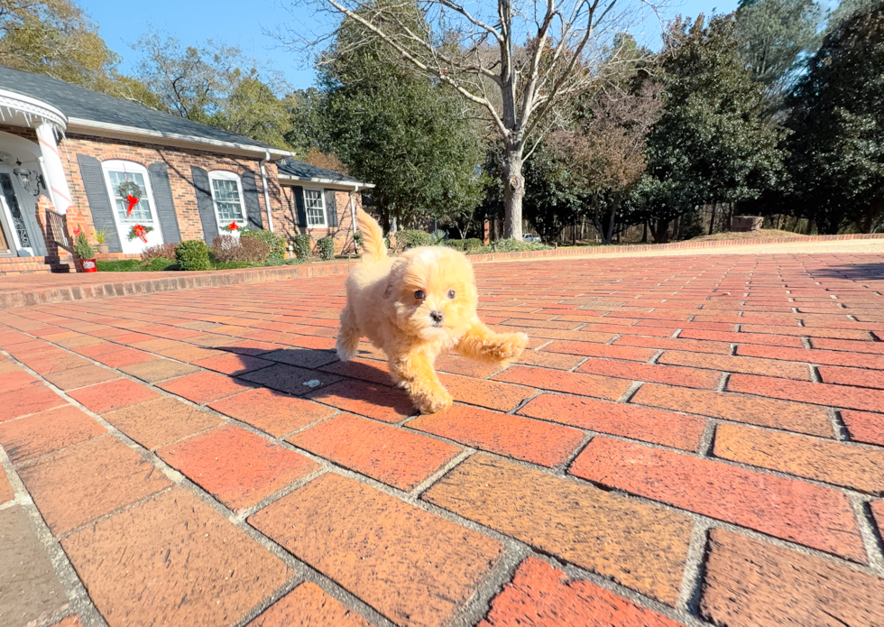 Cute Malt a Poo Poodle Mix Puppy