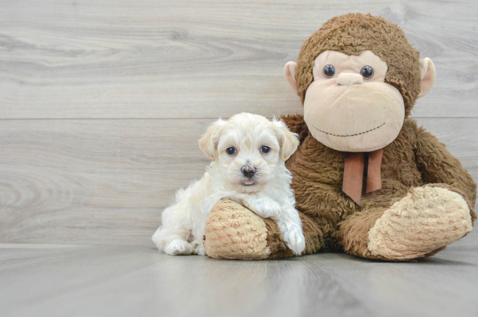 6 week old Maltipoo Puppy For Sale - Simply Southern Pups