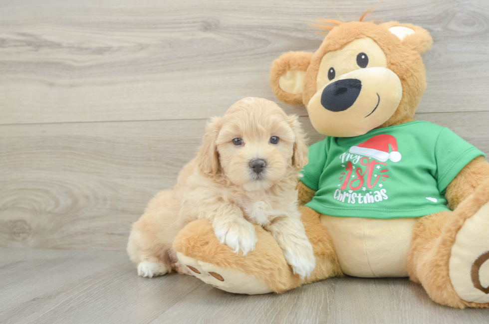 6 week old Maltipoo Puppy For Sale - Simply Southern Pups