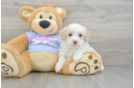 Popular Maltipoo Poodle Mix Pup