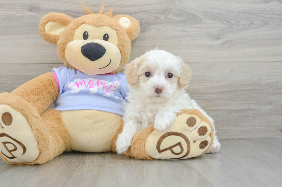 5 week old Maltipoo Puppy For Sale - Simply Southern Pups