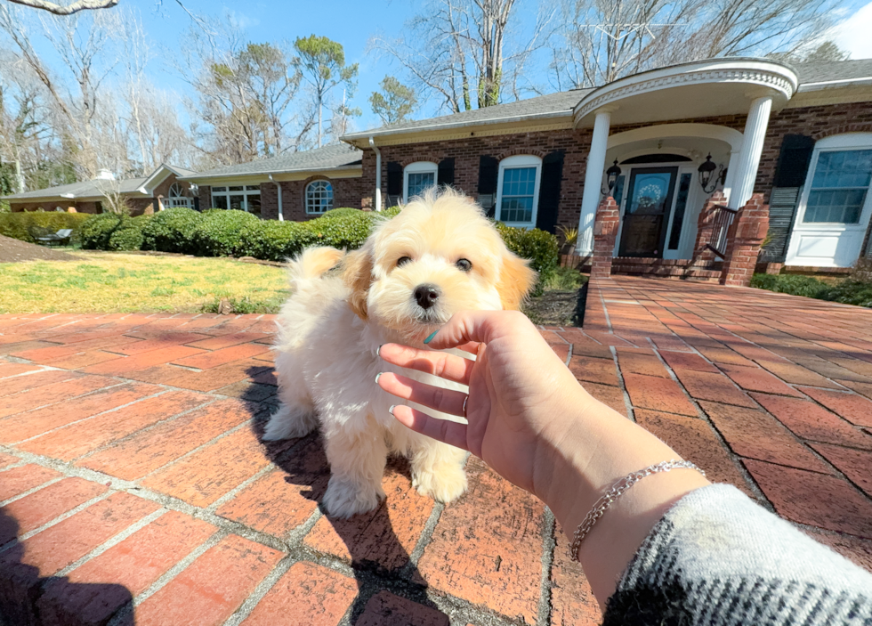 Cute Malt a Poo Poodle Mix Puppy