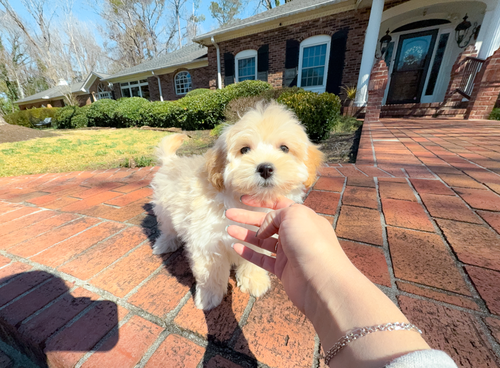 Best Maltipoo Baby