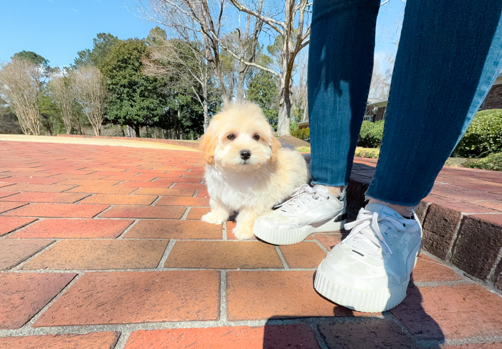 Cute Malt a Poo Poodle Mix Puppy