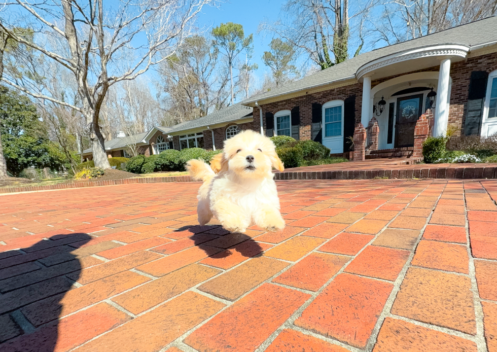 Cute Maltipoo Poodle Mix Pup